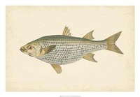 Antique Fish IV Fine Art Print