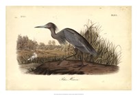 Audubon's Blue Heron Fine Art Print