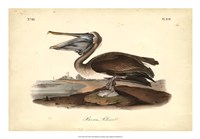 Audubon's Brown Pelican Fine Art Print