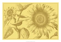 26" x 18" Sunflower Pictures