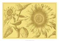 Golden Sunflowers I Fine Art Print