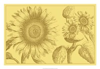 Golden Sunflowers II Fine Art Print