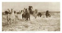 Horses Bathing Fine Art Print