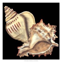 Tandem Shells I Framed Print
