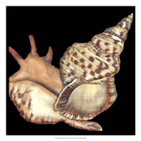 Tandem Shells II Framed Print