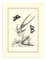 B&W Longtailed Hummingbird  (1742) Fine Art Print