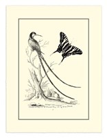 B&W Long. Tailed Hummingbird (1742) Fine Art Print