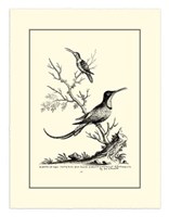 B&W Grt. & Less. Hummingbird (1742) Fine Art Print