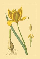 Tulipe Sauvage Fine Art Print