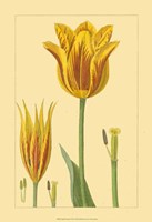 Tulipe Bossuelle Fine Art Print