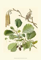 Pinecones & Foliage II Fine Art Print