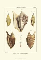 Strombe Shells, Pl. 409 Fine Art Print