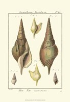 Rostellaire Shells, Pl. 411 Fine Art Print