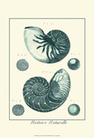 Shells in Aqua I Fine Art Print