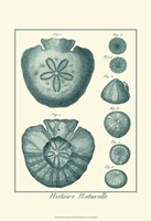 Shells in Aqua III Fine Art Print