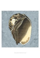 Stonewashed Shells II Fine Art Print