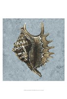 Stonewashed Shells V Fine Art Print