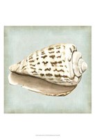 Sea Dream Shells II Fine Art Print