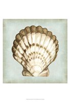 Sea Dream Shells III Fine Art Print