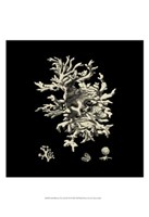 Small Black & Tan Coral III Fine Art Print