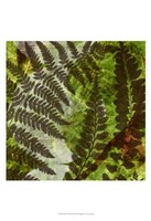 Shade I Fine Art Print