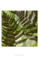 Shade II Fine Art Print