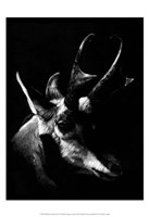 Wildlife Scratchboards II Fine Art Print