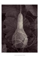Gourd III Fine Art Print