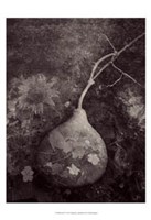 Gourd IV Fine Art Print