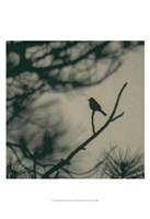 Caligraphy Bird I Fine Art Print