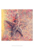 Seashell-Starfish Fine Art Print