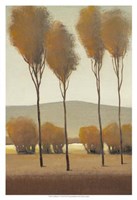 Tall Birches I Fine Art Print