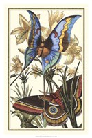 Butterfly I Fine Art Print