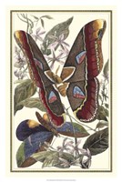 Butterfly II Fine Art Print