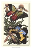 Butterfly III Fine Art Print