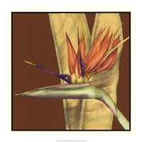 Striking Tropical II Fine Art Print