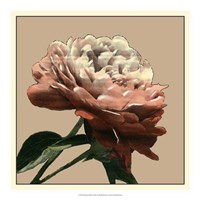 Heirloom Rose I Framed Print