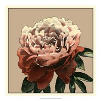 Heirloom Rose II Fine Art Print