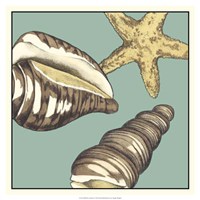 Shell Trio on Blue I Fine Art Print