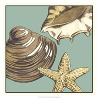 Shell Trio on Blue IV Fine Art Print