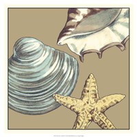 Shell Trio on Khaki IV Fine Art Print