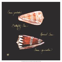 Striking Shells III Fine Art Print