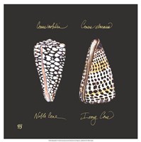 Striking Shells IV Fine Art Print