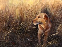 Golden Grass Fine Art Print
