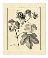 Vintage Botanical Study IV Fine Art Print