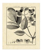 Vintage Botanical Study V Fine Art Print