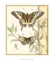 Tandem Butterflies II Framed Print