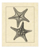 Antique&Deckle Vintage Starfish II Fine Art Print