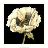 Dramatic Poppy I Framed Print