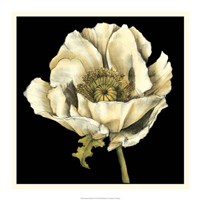 Dramatic Poppy II Framed Print